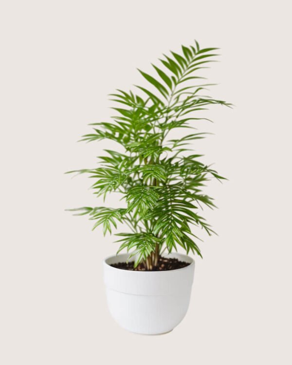 shop53-nature-3-1 Product Image